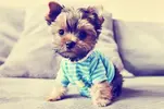 pup_shirt.webp