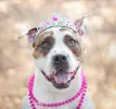 pit-bull-dog-breed-picture-10.webp