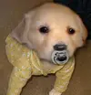 baby-dog.webp