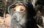 9.28.15-camo-petsFEAT.webp