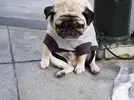 19-guilty-dog.webp