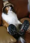 Crazy_Dogs_07.webp