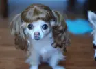 funny-and-crazy-dogs-5-background.webp