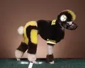 funny-and-crazy-dogs-7-desktop-background.webp