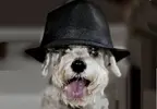 Dogs-wearing-hats.webp
