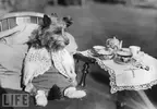 dog-drinking-tea-life.webp