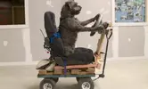 Live_dog_driving_test_to_air_on_New_Zealand_national_television.webp