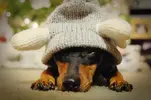 dachshund-wearing-hat.webp