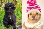 ASOS_MW_DD_ARTICLE_DOGS_IN_COATS_04.webp
