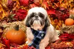 Doggie21.webp