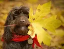 Doggie191.webp