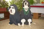 gangster-dogs-picture.webp