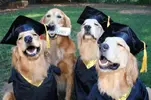 dog-acting-like-human-4.webp