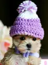 73094487155618bd5a75f7d2b30d1c55.webp