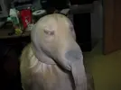 dog-mockery_zany-pickle-100105.webp