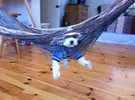 Worst-dog-fails-02.webp