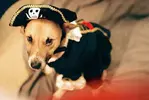 Dog in Halloween Costume (3).webp