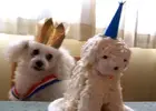 Dog-Birthday.webp