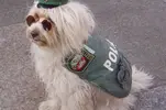 police-dog-100354819-primary.idge.webp