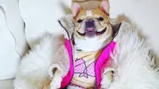 the-woman-who-reps-instagram-famous-dogs-1460048999.webp