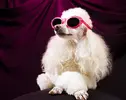 Poodle3LK.webp