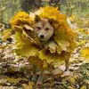 upload_2016-9-22_18-38-23.webp