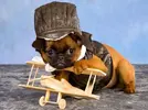 puppy-and-airplane.webp
