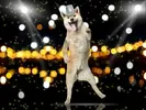 image.webp image.webp