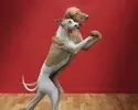 image.webp image.webp