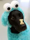 cookie-monster-dog.webp cookie-monster-dog.webp