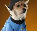 spock-dog-costume-300x250.webp