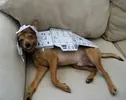 cosplay-starwars-dog-07.webp