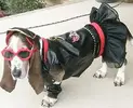 Bassett-in-homemade-dog-costume.webp