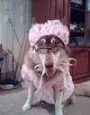 bib-bad-wolf.webp