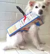 DIY-Dog-Cereal-Killer-Costume.webp