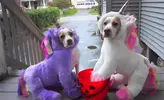 Dogs-in-Halloween-Costumes.webp