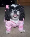 halloween-costumes-for-dog-bedtime.webp