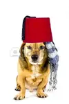 23866977-indian-dog.webp