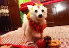 Kukur (dog) Tihar or Kukur Puja.webp