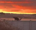 1737018476373.webp
