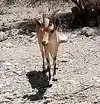 NUBIAN IBEX WILD GOAT.webp