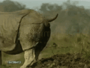 Rhino Shitting 2.gif