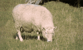 sheep-explodes-while-eating-onx66vxuhejy6wft.gif