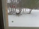 1741934952852.webp