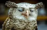 owl arse.webp