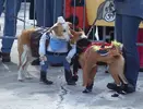 best-costume_cowboy_indian.webp
