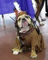 bulldog-indian-princess-costume.webp