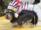 maopuppy.webp