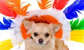 Native-american-dog-300x165.webp