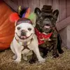 native-american-headdress-dog-hat-17687.webp